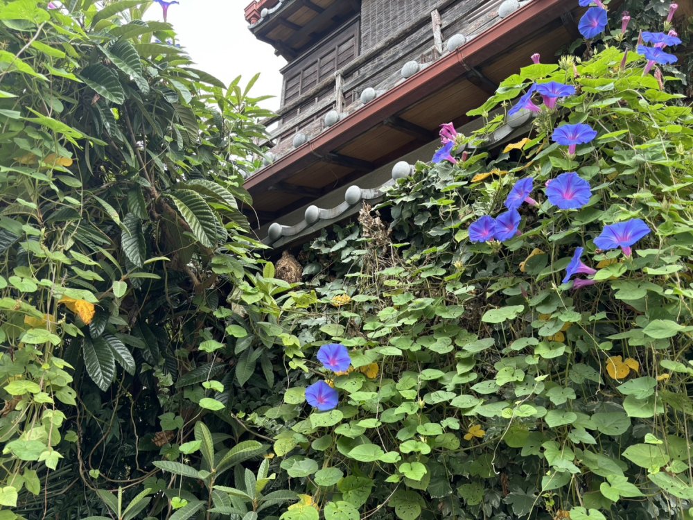 害虫駆除
