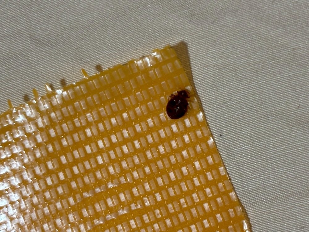 害虫駆除
