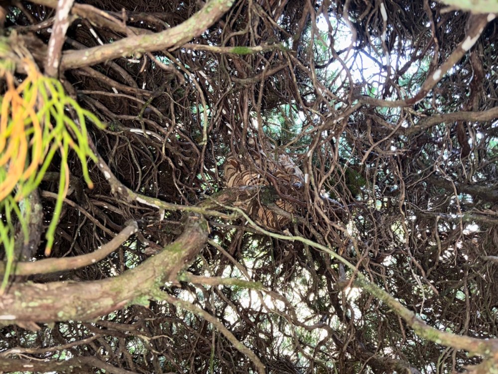 害虫駆除