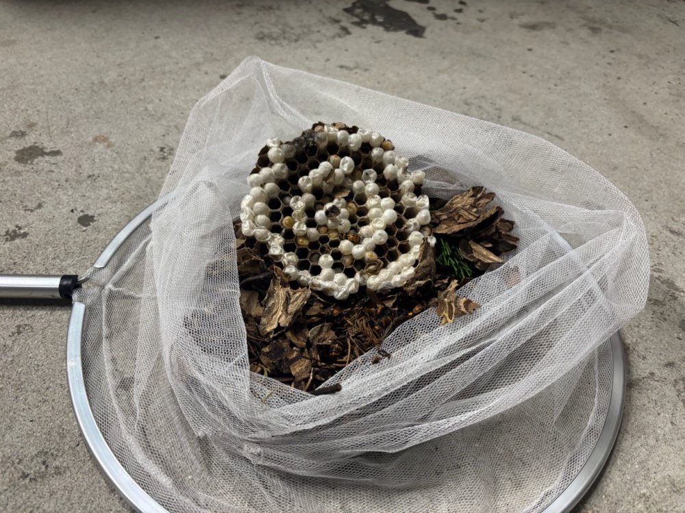 害虫駆除
